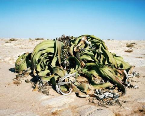 节日|今天是植树节，也是他逝世93周年的日子。