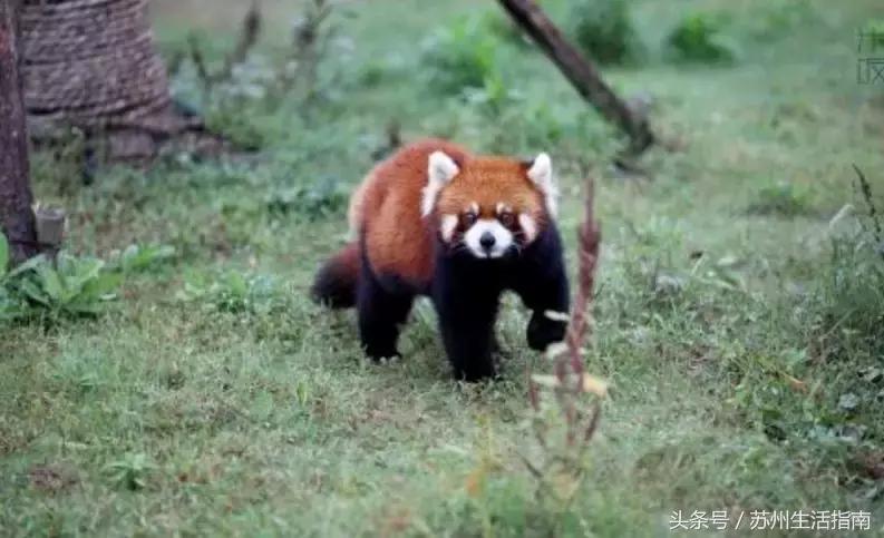 苏州金鸡湖景区门票多少钱,苏州香雪海景区门票多少钱