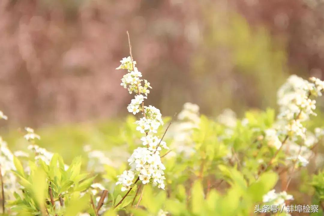 中国文化常识语文学霸必备,考文史常识