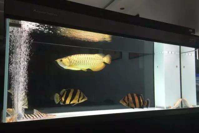 泰虎印尼虎和苏虎鱼哪个好看,泰虎印尼虎苏门答腊虎哪个好