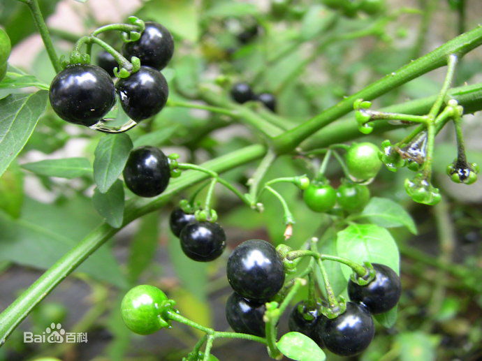 我们身边常见又叫不上名的植物,身边常见的中草药植物