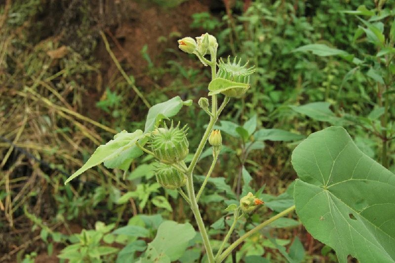 我们身边常见又叫不上名的植物,身边常见的中草药植物