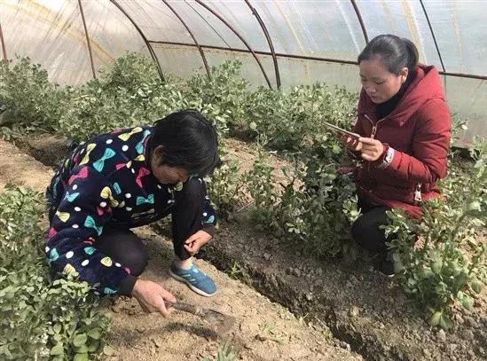 如东一老农直播这玩意儿，爆红网络......