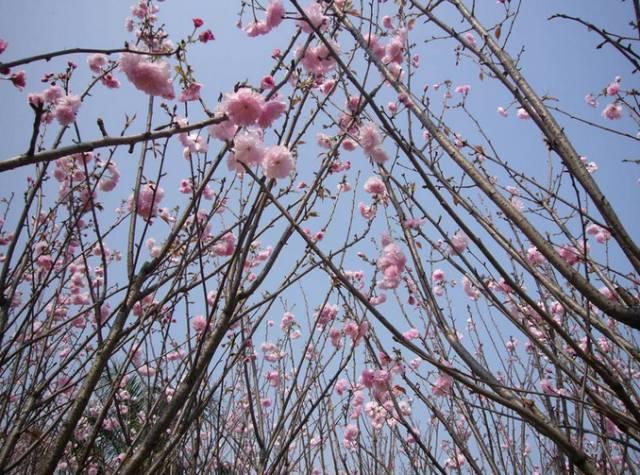 不用去日本不用去武汉就能看樱花,不用去日本就能看到日本风景