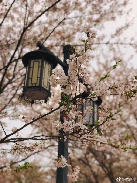 不用去日本不用去武汉就能看樱花,不用去日本就能看到日本风景