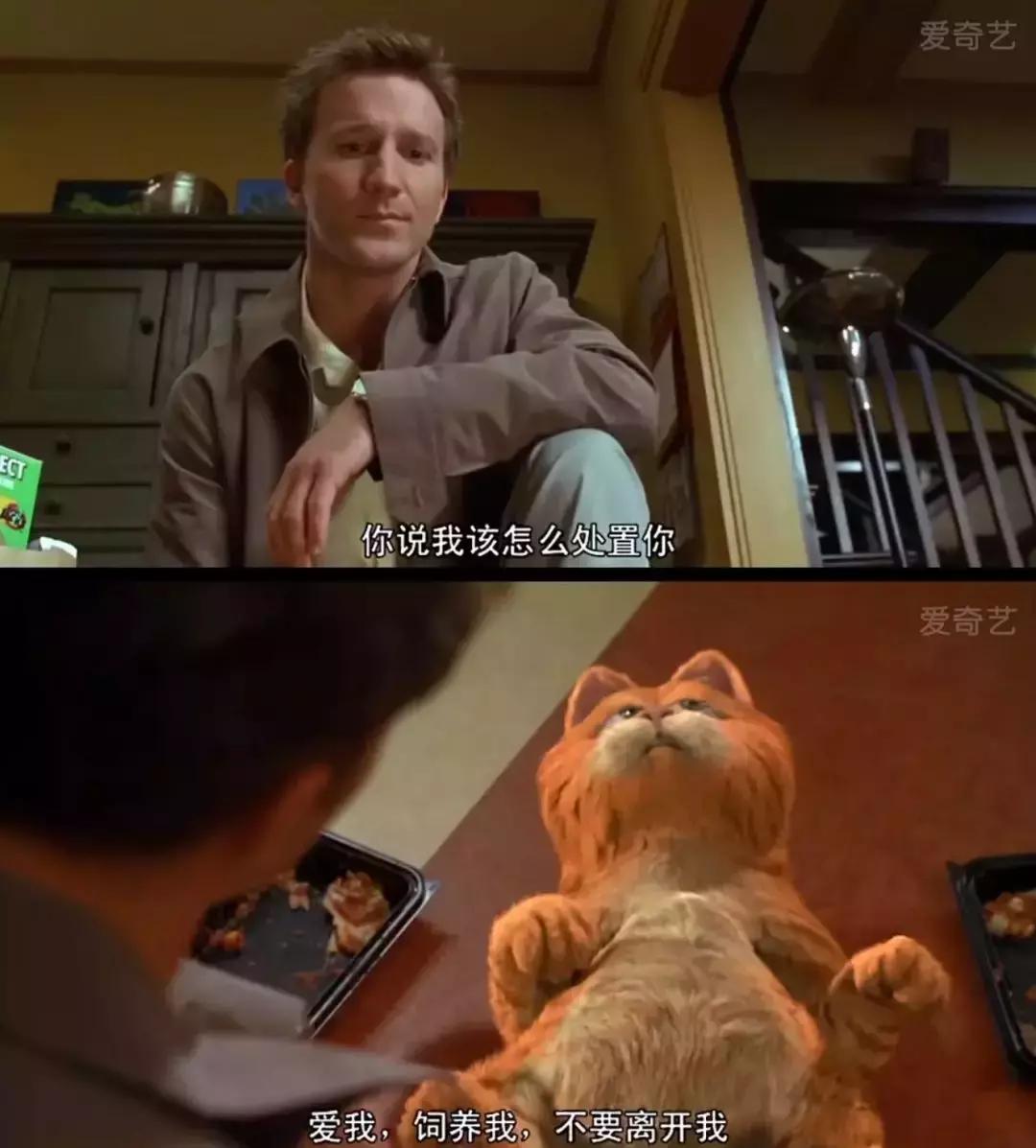 感觉自己养了一只猫是假猫 (你会觉得自己养了一只假猫吗)