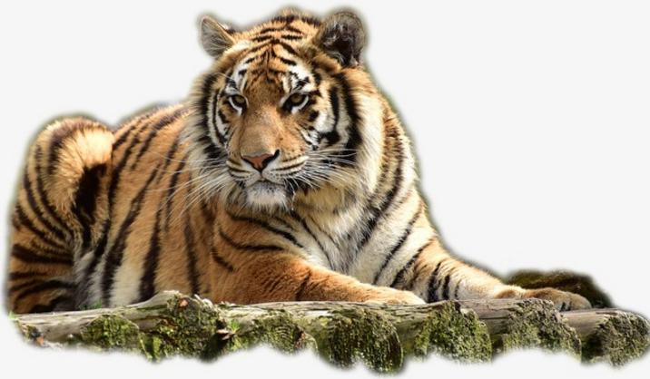 霸屏股票代码,独角兽a股受益股票