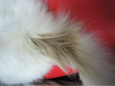 宠物种马尾的病因与治疗