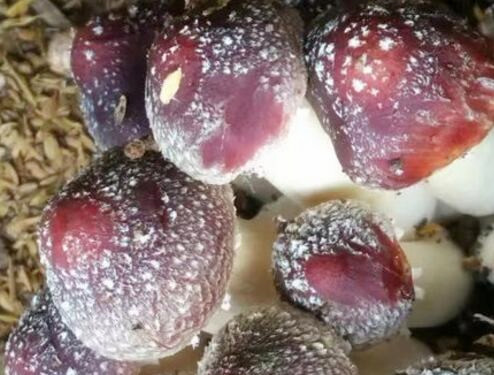 大球盖菇分类及地位,大球盖菇成本及价格