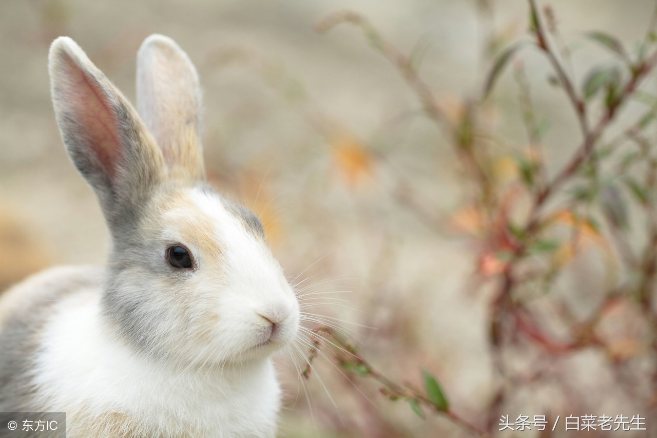 男女十二生肖婚姻配对大全详解 (十二生肖龙虎相配的属相)