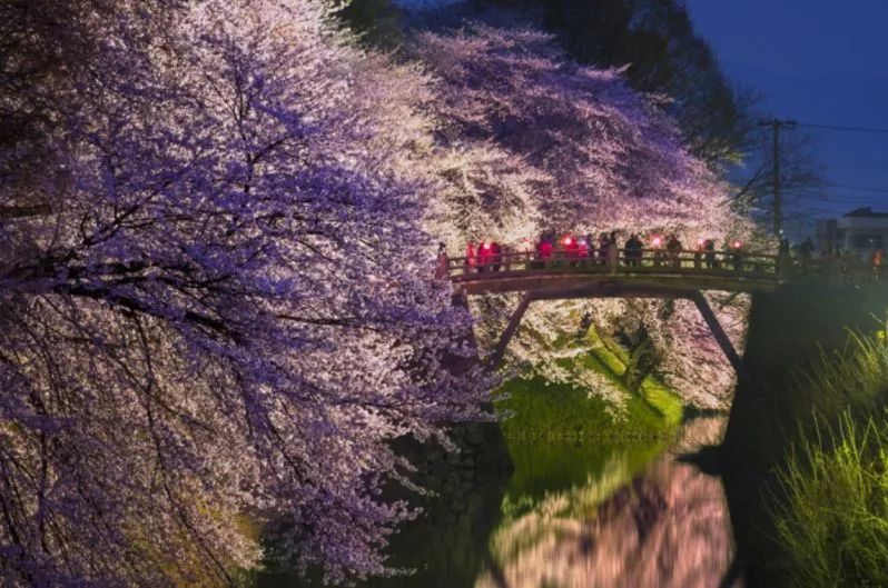 最美樱花季在哪里,南京赏樱大全带你去看最美樱花