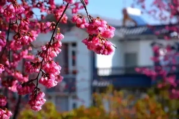 最美樱花季，国内外赏樱攻略在此！好看，好吃，好买！