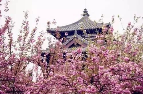 最美樱花季在哪里,南京赏樱大全带你去看最美樱花