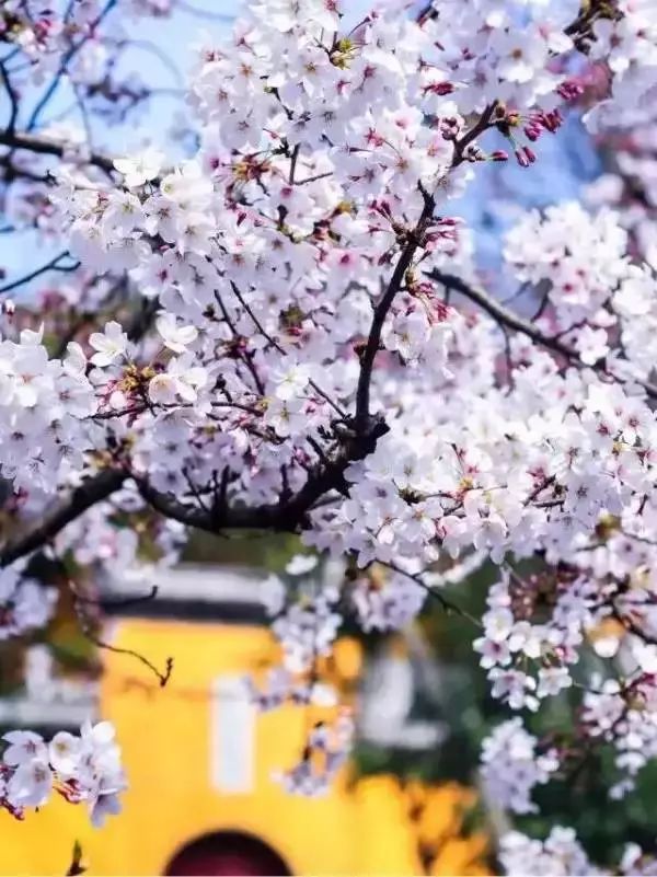 最美樱花季在哪里,南京赏樱大全带你去看最美樱花