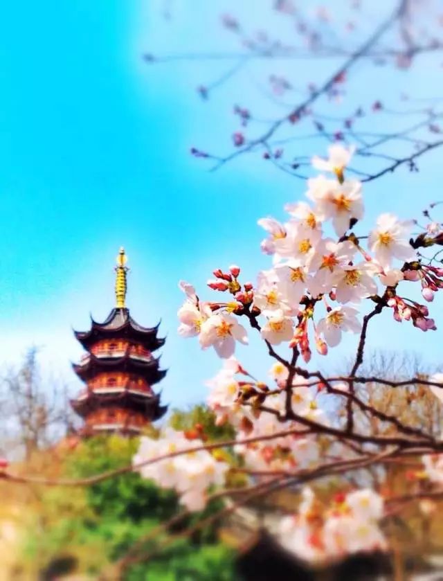 最美樱花季在哪里,南京赏樱大全带你去看最美樱花