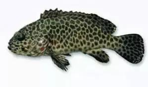 常见的大型海鲜鱼类有哪些,名贵海鲜鱼类大全