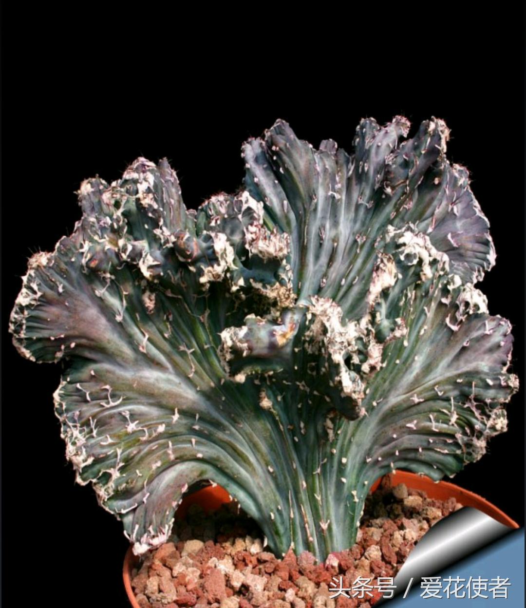 会养多肉的朋友和多肉爱好者,喜欢多肉的朋友们注意什么