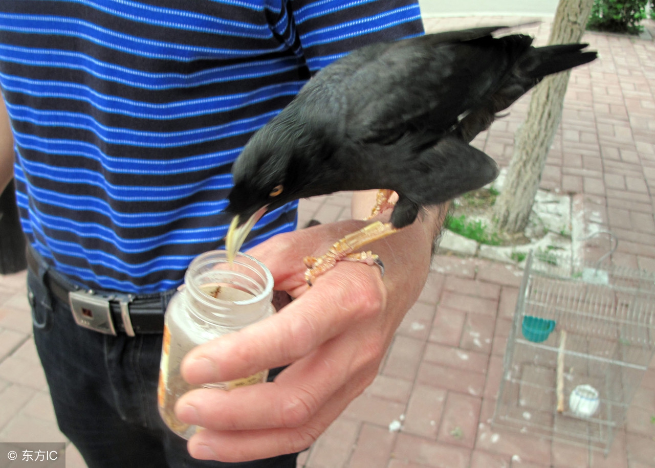八哥幼鸟最好的饲养方法,八哥幼鸟饲养注意事项