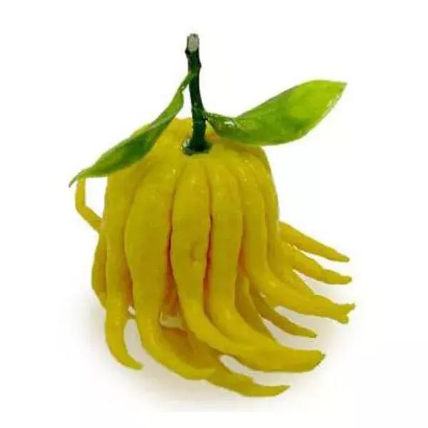 佛手室内熏香,佛手熏香怎么用