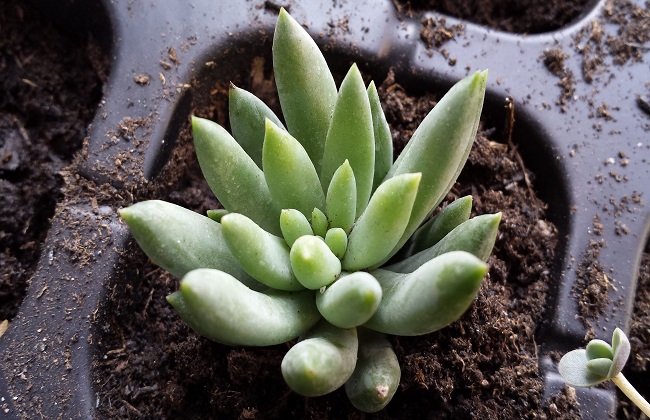 千佛手掉叶子及时脱土能救活吗,千佛手大量掉叶子怎么回事