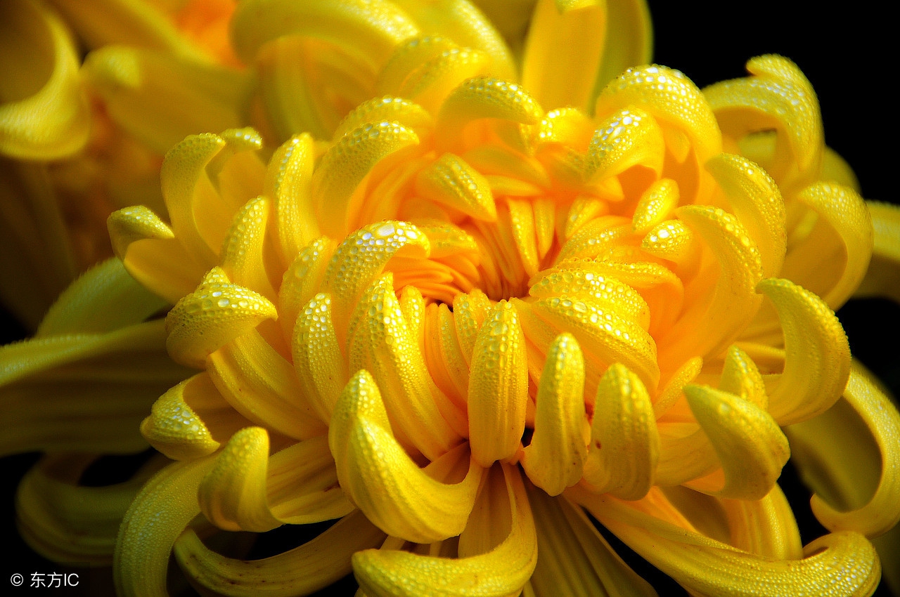 去肝火食物和蔬菜水果有哪些,肝火郁结吃什么蔬菜最好