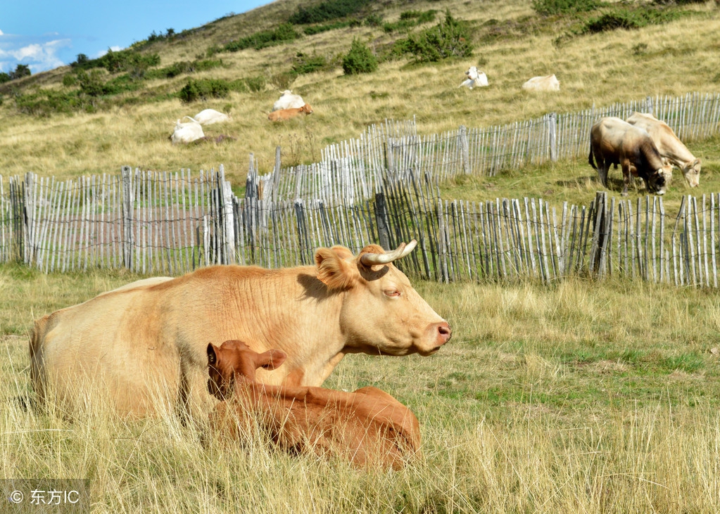 怀孕母牛发高烧用药后母牛流产,母牛流产后怎么预防