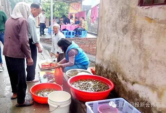 黄沙蚬新会,江门新会黄沙蚬季节