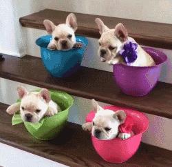 家里的萌宠,家里的萌宠长大后会变成什么样子