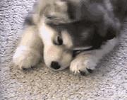 家里的萌宠,家里的萌宠长大后会变成什么样子