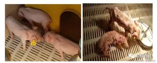 猪流行性腹泻的最佳治疗方法,猪流行性腹泻病毒存活多长时间