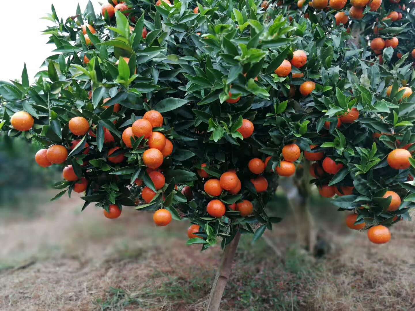 哪个品种的沃柑最好,沃柑是哪个品种最好
