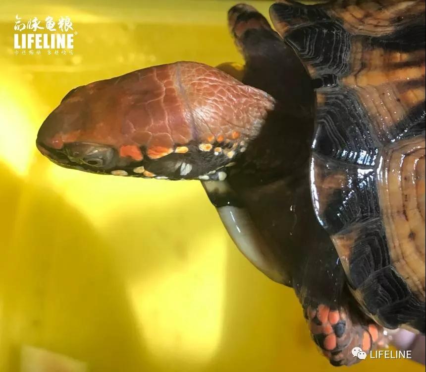 三趾箱龟的繁育方法,纯种三趾箱龟