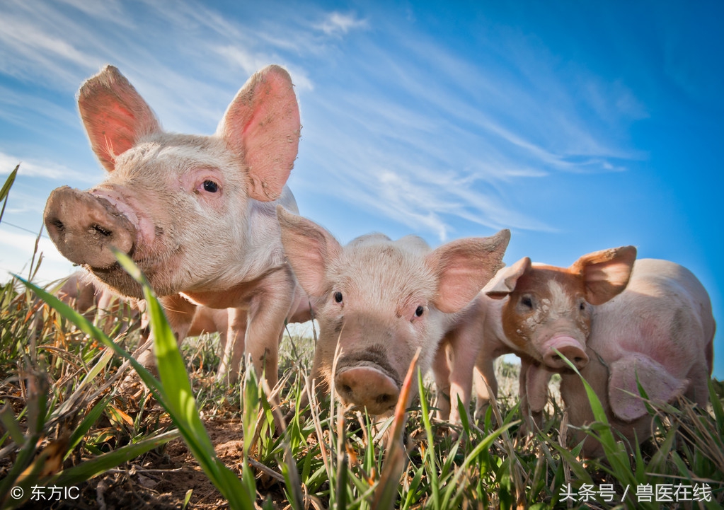 正确看待蓝耳病很重要！