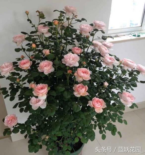 月季不能浇什么水,月季施肥不当怎么处理