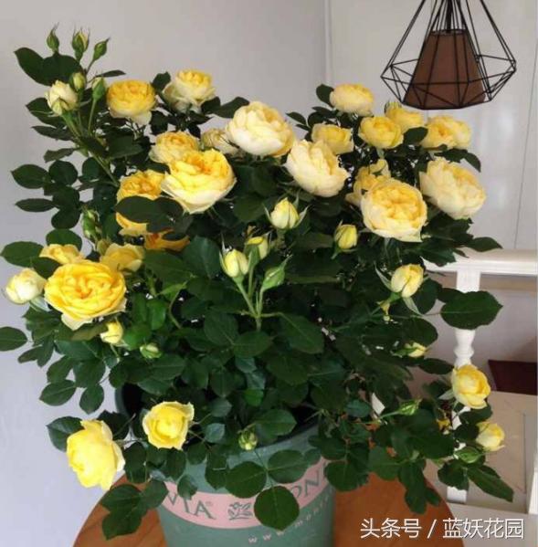 月季不能浇什么水,月季施肥不当怎么处理