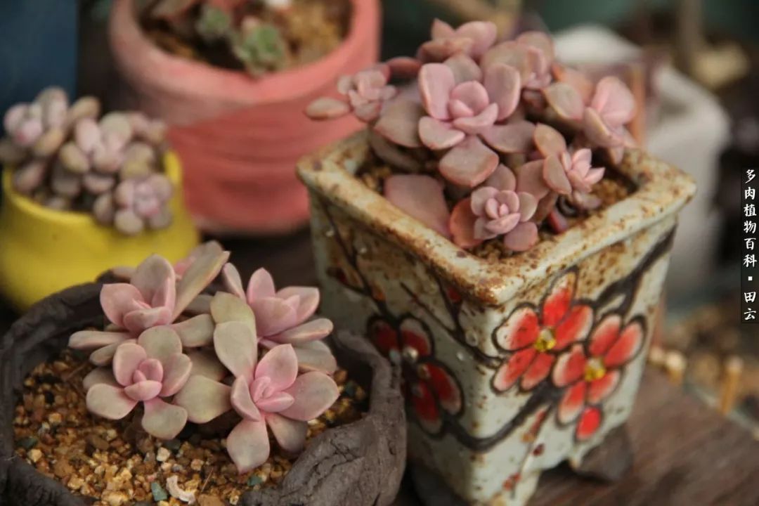 养多肉的精致生活,养多肉的乐趣在于没事瞎折腾