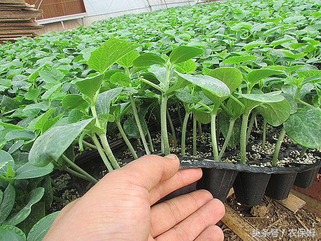 为什么刚出苗的黄瓜苗发黄,给黄瓜苗喷了醋后发黄怎么办
