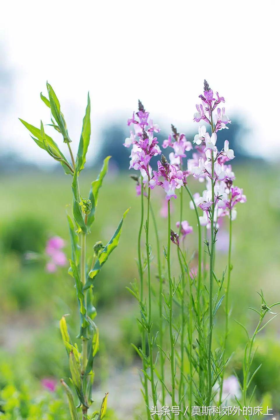 王妈的麻将馆（12/13/14）