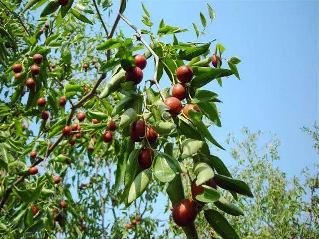 两棵枣树的小说,两颗枣树鲁迅朗读