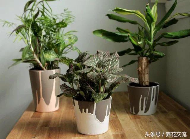 室内有甲醛绿植会怎样,适合家养的绿植吸甲醛