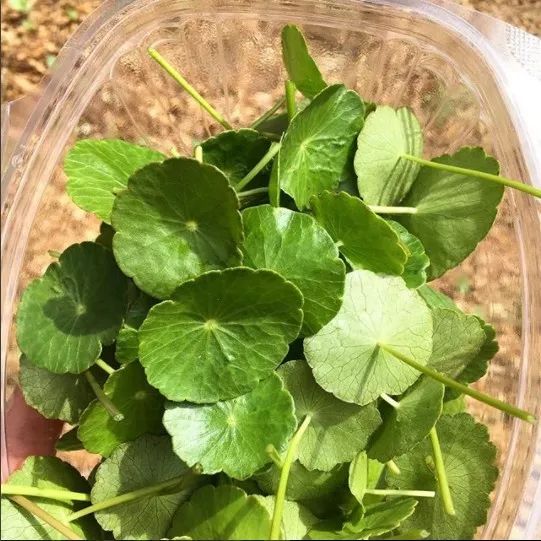 跟着澳洲大厨一起去“打野食”