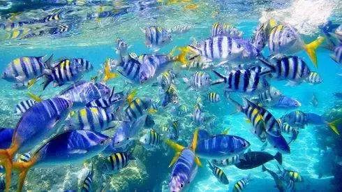 帕劳岛自由潜水 (帕劳潜水视频观看鱼群风暴)