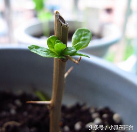 阳台种一棵桑葚,枸杞怎么种小盆栽最佳