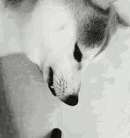 作业写不完的办法,老师布置作业太多写不完怎么办