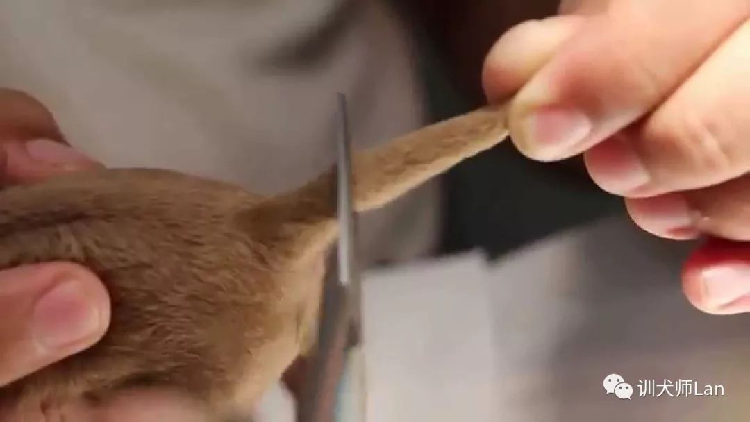 给狗断尾巴有什么作用和功效,断尾对狗的伤害