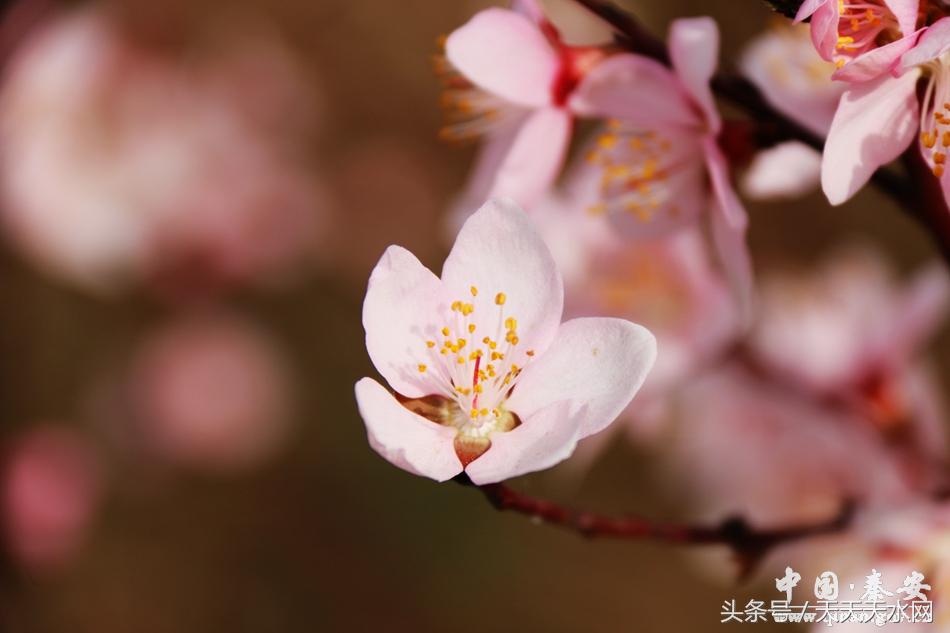 秦安:芳蕊遍地蜜蜂闹*光春**明媚凤山娇