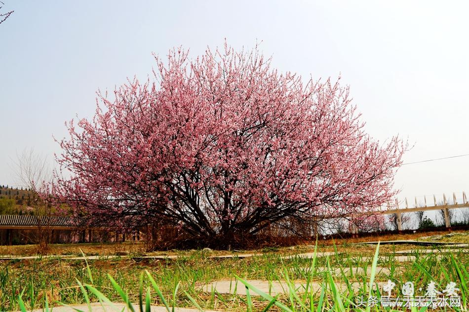 秦安:芳蕊遍地蜜蜂闹*光春**明媚凤山娇