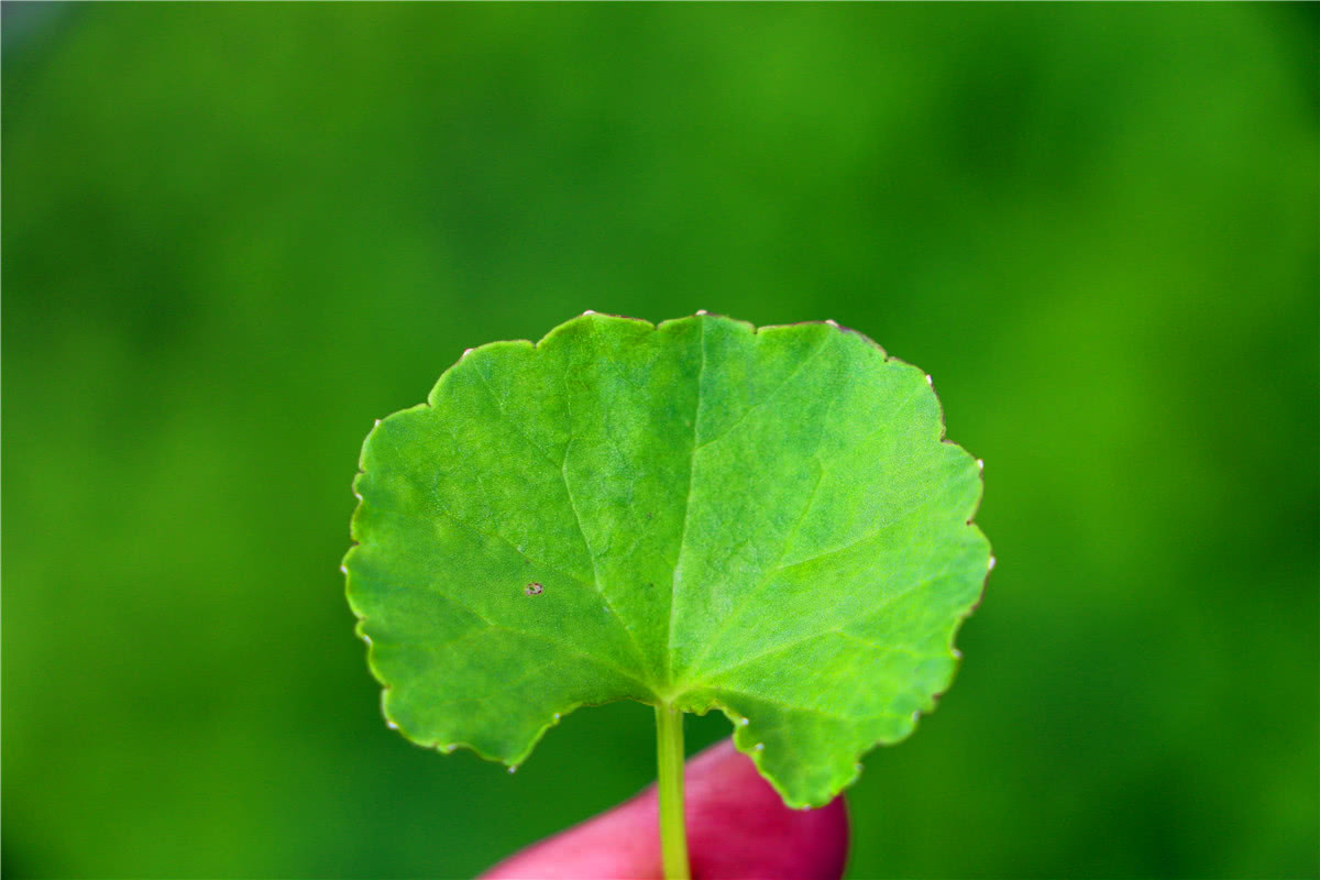 3月美食野菜,三亚特色野菜