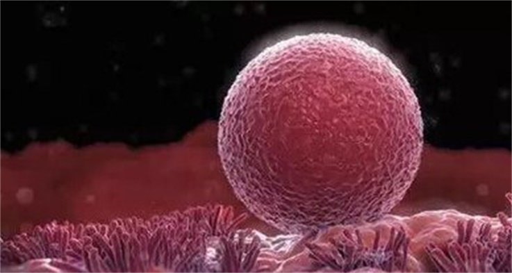 精子跑得慢是什么毛病,精子奋斗史