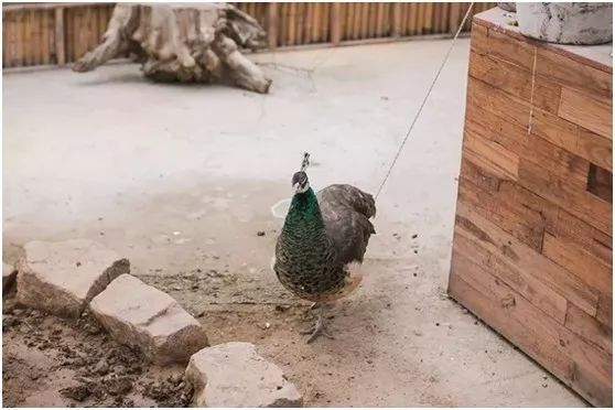 两家隐匿在迪士尼边的亲子度假庄园,采摘、烘焙,好的不得了!